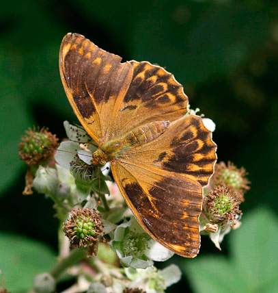 Argynnis paphia (live, aberrant form ocellata) (Internet Image property of respective owner, non-commercial use only)